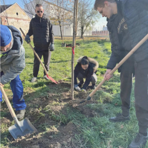 Universitatea din Oradea îmbogățește campusul cu 100 de copaci