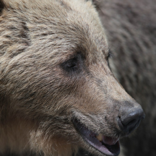 Estimări preliminare arată că în România trăiesc între 10.000 și 12.000 de urși