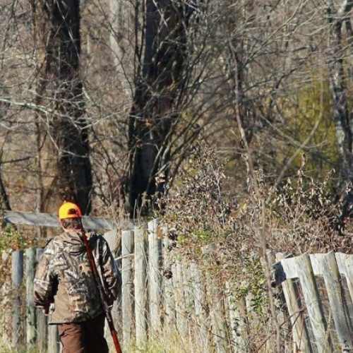 Ministra Mediului propune măsuri pentru combaterea mafiei lemnului și consolidarea siguranței în păduri