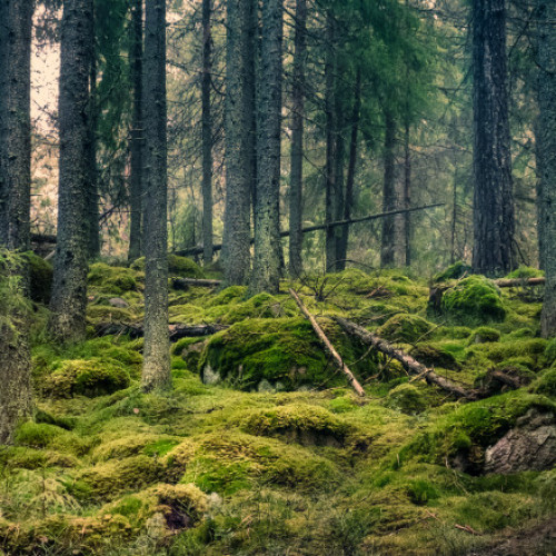 Tribunalul Mureș a anulat decizia de retrocedare a peste 43.000 de hectare de pădure în județul Bacău