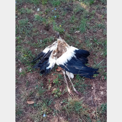 Au fost prelevate probe pentru analize de specialitate - Șapte cadavre de berze, la marginea Oradiei