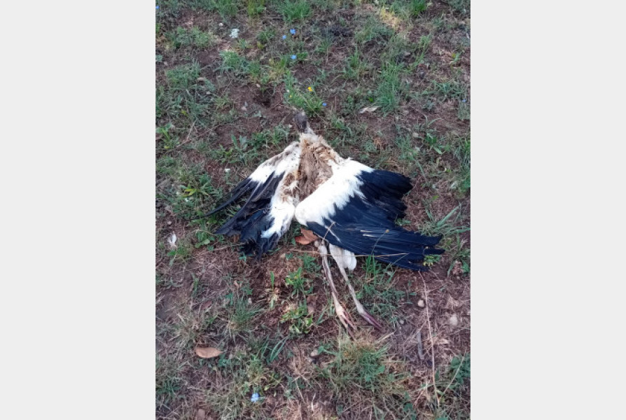 mai multe cadavre de berze, descoperite pe strada matei corvin din oradea