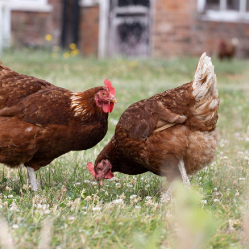 Trei găini au fost uitate în clasa întâi a unui tren german la Köln-Worringen