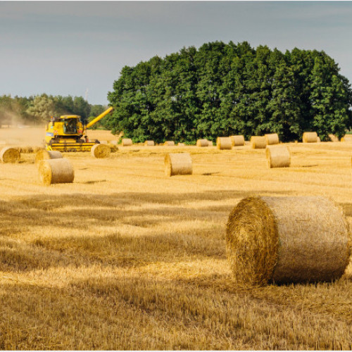 Companiile agricole din România - 3% deţinute de investitori străini