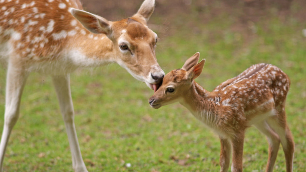 Animale sălbatice otrăvite în Arad: Căprioare găsite moarte în câmpuri, fermieri amendați pentru răspândirea raticidelor. Amenzi în valoare de 120.000 de lei și cercetări pentru braconaj cinegetic.