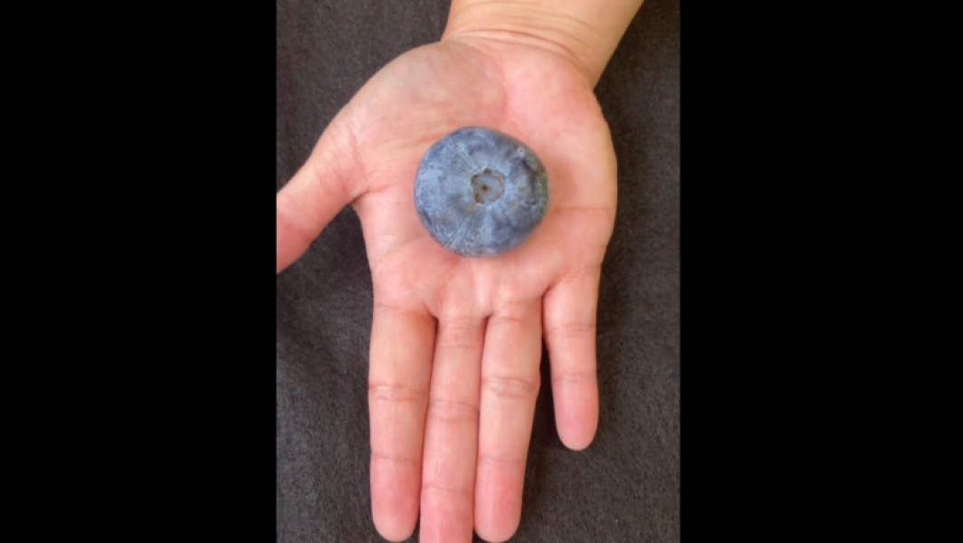 Recoltă Record de Afină Uriașă în Australia