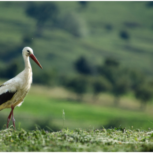 În raza localităţii Girişu de Criş - Caz de gripă aviară