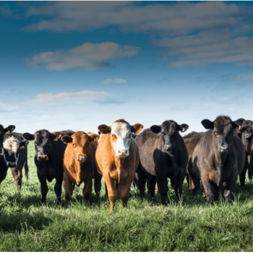 APIA. Pentru Campania 2023 - Specia bovine, autorizate la plată