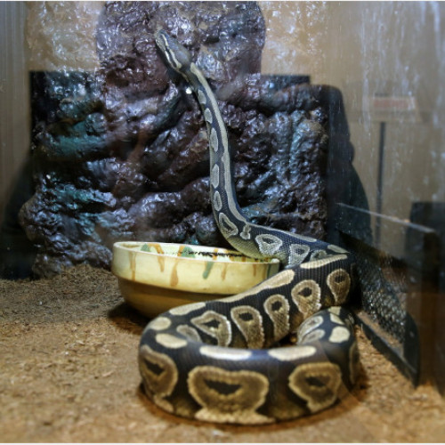 Muzeul Oraşului Oradea. Până în 15 septembrie - Expoziția de reptile și arahnide vii